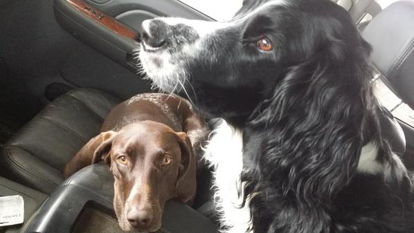 LingerBrian's tweet image. Love my hounds..