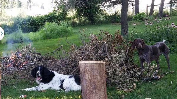 LingerBrian's tweet image. Love my hounds..