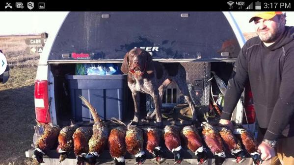 LingerBrian's tweet image. Love my hounds..