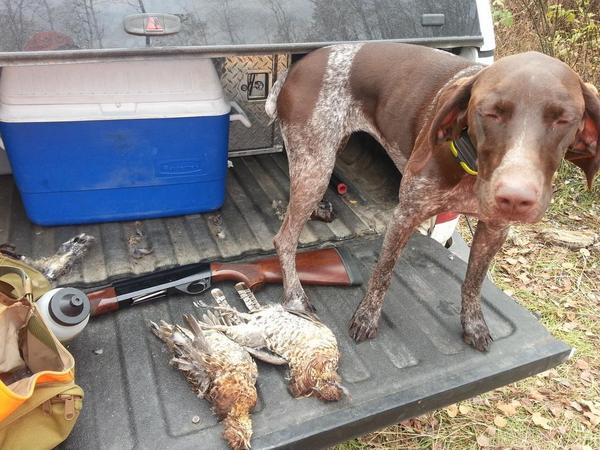 LingerBrian's tweet image. #Ruffedgrouse