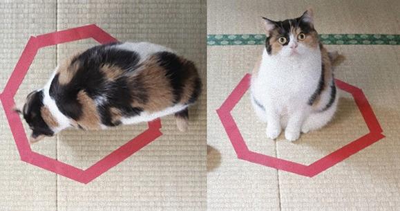 カラパイア tweet media