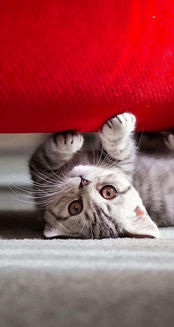 かわいい子猫画像 Koneko Cat Bot Twitter