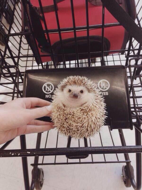CaptStevey's tweet photo. @Badassgenius #tonyYES “@WlNCHESTHAlRS: enjoy your day with hedgehogs shopping http://t.co/G9QsNJPVJM”