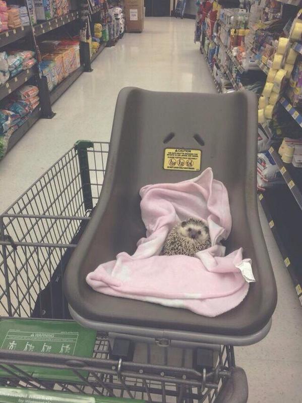 CaptStevey's tweet photo. @Badassgenius #tonyYES “@WlNCHESTHAlRS: enjoy your day with hedgehogs shopping http://t.co/G9QsNJPVJM”