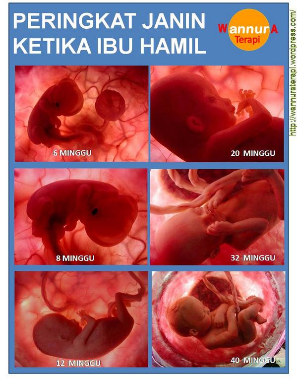 suuffe's tweet image. Fetus ;)