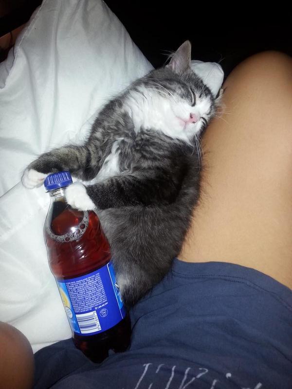 DHBurnouf's tweet photo. Aww he's just a baybayyy <3 only time i like him; when he's sleeping. When he's awake hes a cat on crack and meth http://t.co/SXewxPbsUk