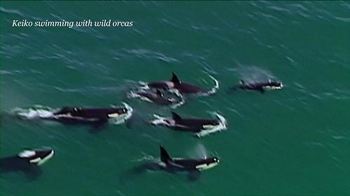 jeffrey_ventre's tweet photo. Not only was #Keiko's release NOT a failure, him living free was a great accomplishment. C-4 yourself

#Blackfish http://t.co/CPb7Pe7dGd