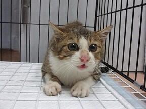 clavisken's tweet photo. #奈良市 の #猫
収容情報です

#迷子猫 をお探しの方、飼い主の方は連絡を！
#奈良市保健所 では木曜日に殺処分場へ移送されます
飼い猫には必ず不妊手術、迷子札の装着を！
http://t.co/oUGSXUogft http://t.co/YB7hyjIvNp
#迷い猫