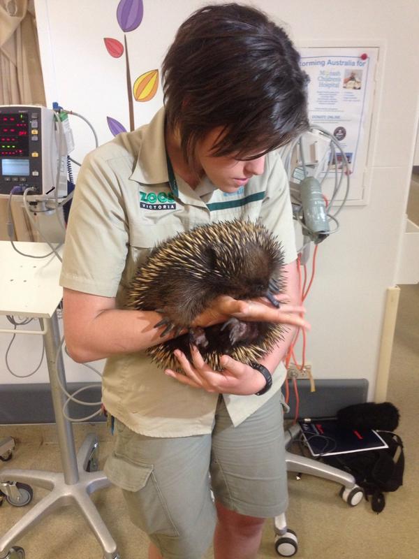 mgallant_melb's tweet photo. Children at @MonashHealth welcomed some unusual guests, who made the trip from @HvilleSanctuary today. #TenNews http://t.co/WZiNLn1Rx6