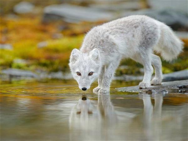 _Paisajes_'s tweet photo. Animales con miradas más sincera que algunos humanos... http://t.co/qVNeITGRmK