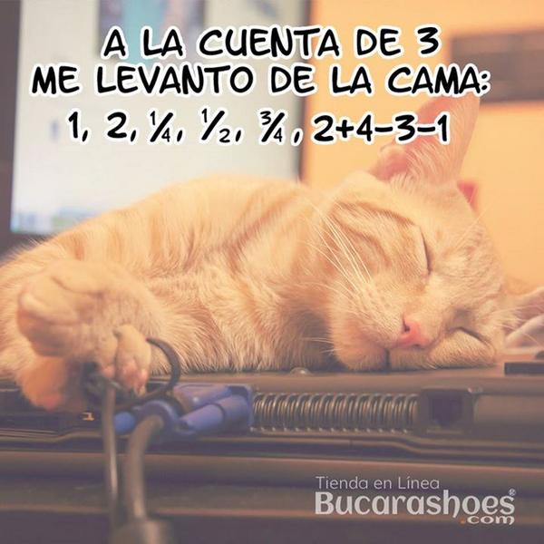Bucarashoes's tweet image. #Bucarashoes A la cuente de 3 me levanto de la cama #BuenosDias #cats