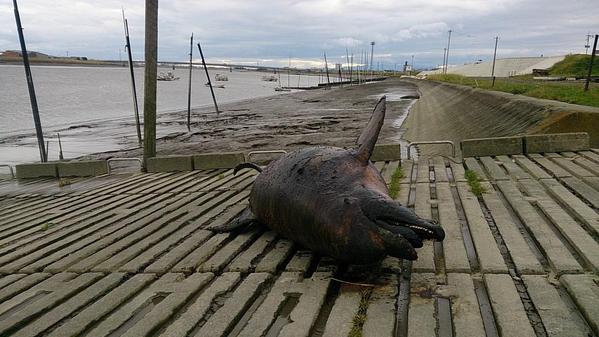 트위터의 マヨパパ 古賀 님 筑後川にイルカが死体だけど流れ着いている Http T Co Mi3xuu7m0v