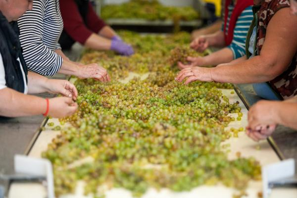 GrandTokaj's tweet photo. Quality control: busy hands on our sorting table. #harvest2014 #Tokaj #grandselection #premium @WineofHungary http://t.co/RxJWBtyqAA