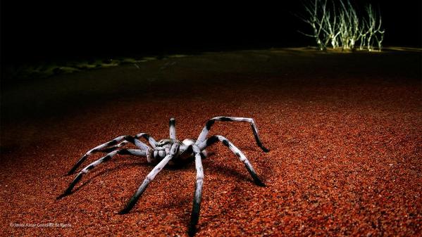 Spanish photographer Javier Aznar Gonzalez de Rueda took this powerful image of a huntsman spider in Oman #WPY2014