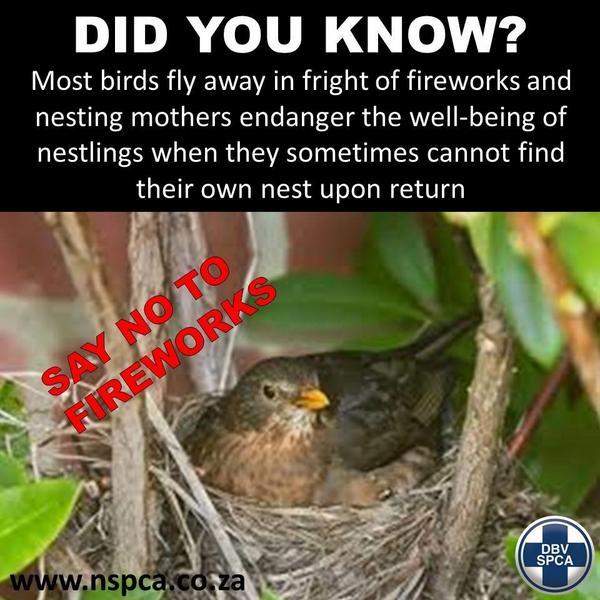 NSPCA_SA's tweet photo. SAY NO TO FIREWORKS!! http://t.co/iMIrqVOL6q
