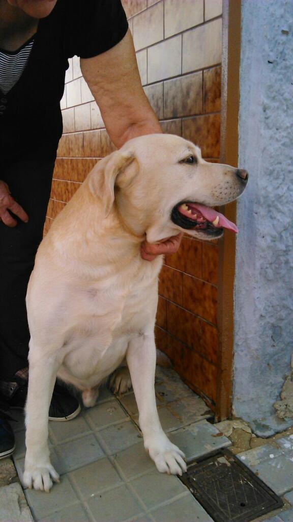 Pateranimalista's tweet photo. Labrador de pelo dorado,8 años,macho,busca acogida estable o adopción definitiva.Contacto:617759341 (Eli) RT. http://t.co/U4QMuvto7Z