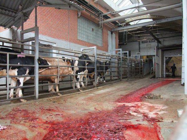 lawyers4animals's tweet image. Have you signed petition calling for CCTV in all UK slaughterhouses yet? epetitions.direct.gov.uk/petitions/64997
