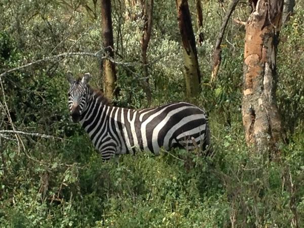 natscales2's tweet photo. Great half day of game viewing @Intrepid_Travel #craterlakegamesanctuary #kenyawildlifesafaritour http://t.co/LqcUrblQSu