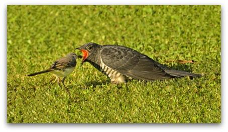 Splendid Wallpaper tweet media