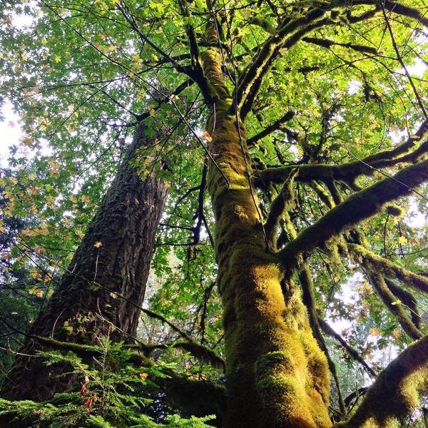 DestinationCAN's tweet image. RT @travelislanders: Canadian Forest walks are the best on a sunny day! LOVE these giants! #cathedralgrove