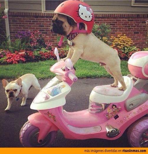 AnimalPlanetPic's tweet photo. ¡Vámonos a la escuela! http://t.co/X4mKmozQco