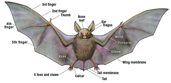Bats Class, join us for just $6 on
Saturday, October 25 from 3:00 - 4:00 pm. Call to sign up (541) 423-1978.