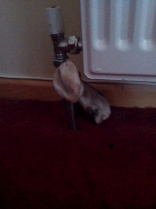 A_mee_dee's tweet photo. Ever use a crusty sock to plug a hole in your radiator? Works a treat, smells a bit though http://t.co/bBs5wvLW5Z
