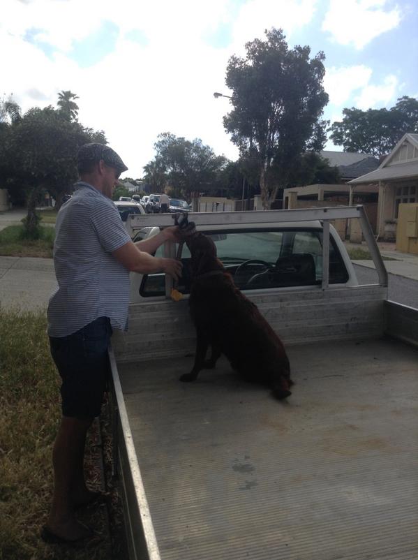 Getting Oscar used to riding in the back of our new ute #caninestreetcred