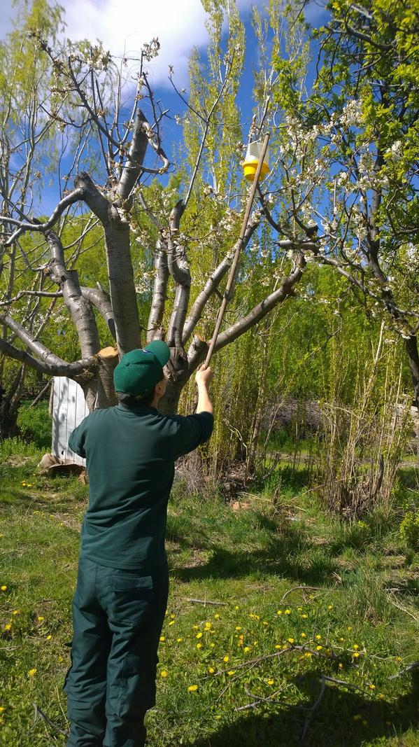 Cada año el SAG instala trampas entre Chile Chico y Bahía Jara para monitorear a Mosca de la fruta en la Región.