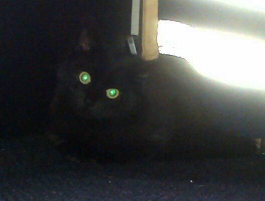 Cheer_Chick_96's tweet image. The New Kitten, well.. 6 months old but Still! Yay!