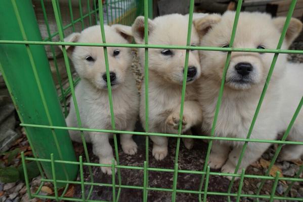 pym822's tweet image. 팬션 강아지 졸귀