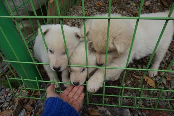 pym822's tweet image. 팬션 강아지 졸귀