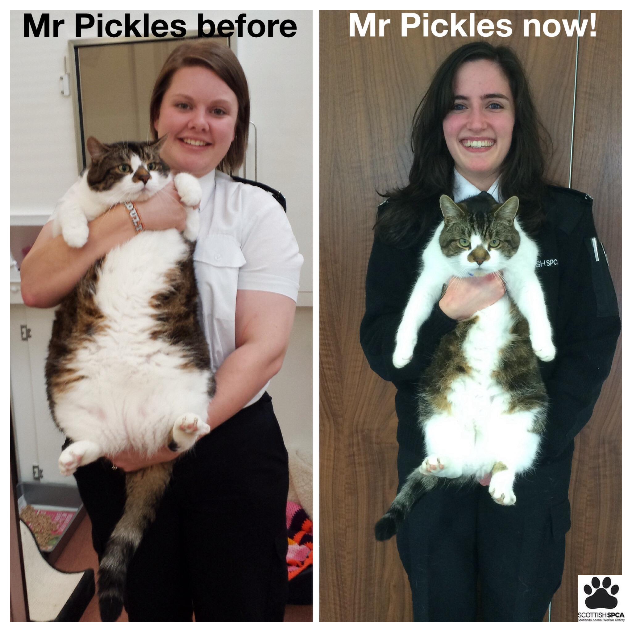 Cat weight loss diet 2025