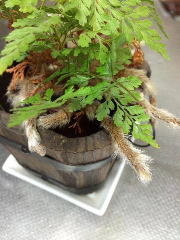 ちはる V Twitter 百均で買ったシダ植物の根っこ が タランチュラの足みたいで気持ち悪い Http T Co Ceyyhsgw8z ちはる V Twitter 百均で買ったシダ植物の根っこ が タランチュラの足みたいで気持ち悪い Http T Co Ceyyhsgw8z