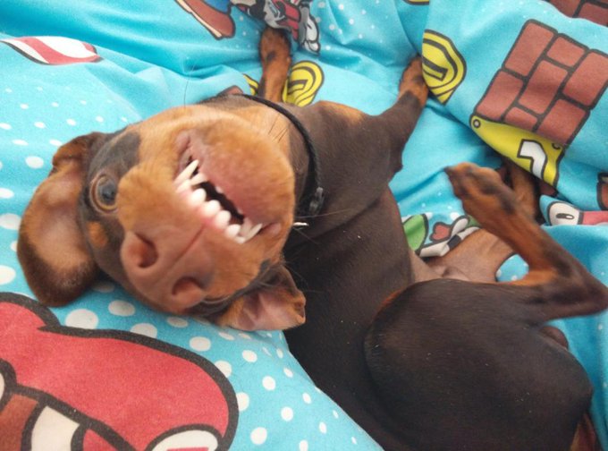 Este perro... ta mu loco XD @BettyRock_cdt http://t.co/cM2dwbxf8O<a class="tags" target="_blank" title="On Twitter" href="/?out=eyJ0eXAiOiJKV1QiLCJhbGciOiJIUzUxMiJ9.eyJpYXQiOjE3MjEyMDQ2ODMsImlzcyI6InR3cG9ybnN0YXJzLmNvbSIsIm5iZiI6MTcyMTIwNDY4MywiZXhwIjoxNzUyNzQwNjgzLCJyZWRpcmVjdF91cmwiOiJodHRwczovL3R3aXR0ZXIuY29tL0JldHR5Um9ja19jZHQifQ.Pmr1fnbM1H4ql9BIUr6nled5XSzCpOorgRootzd443RJD9B94vIpkhkTMhI6CHTjdrmm_ZAxx_I_ImYtD6xfwA">@BettyRock_cdt</a><a href="/tag/onlyfans"class="tags"><span>#onlyfans</span></a>