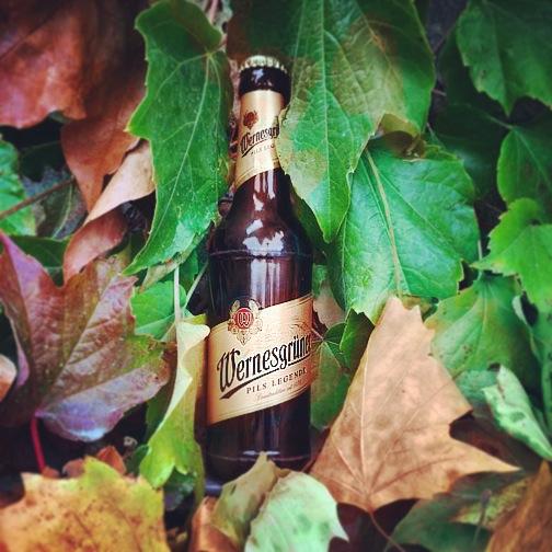 Na, was hat sich denn da im Herbstlaub versteckt? #wernesgruener #bier #herbst