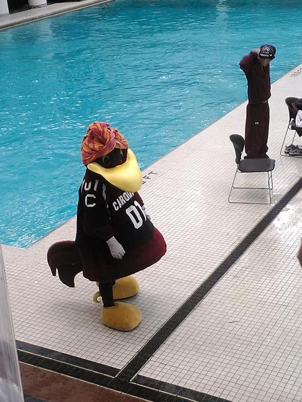 LindsOlson90's tweet photo. Cocky loves fall sports, especially Gamecock Swimming and Diving #CapitalOneCocky http://t.co/INZhGrSlhn