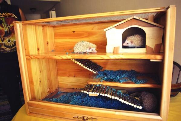 LittlePetsHome's tweet photo. @Alisonmandel Hacemos casitas para mascotas, estamos en campaña y concurso , para apoyar el rescate y adopcion :) http://t.co/eXLGfHbxZc