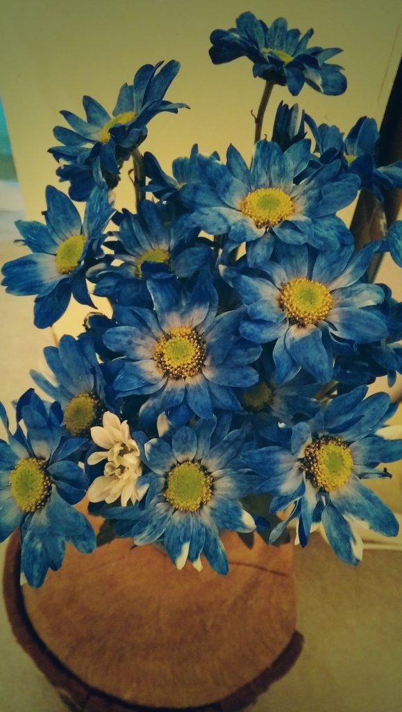 celinemeilingm1's tweet photo. Feeling so lucky, flowers are so lovely to wake up to ❤ #surprises #luckygal http://t.co/o9t1f317Gl