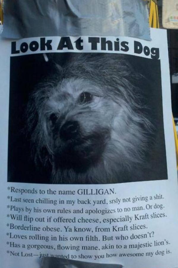 Kelso105's tweet photo. The things I have saved on my phone.. π #mademyday #wantthisdog http://t.co/2bPRiDMJsd