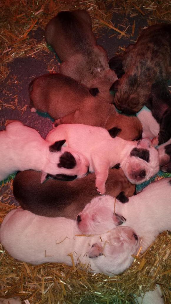 VBiggs's tweet photo. Diva's gorgeous pups http://t.co/oyF7KhoQXT
