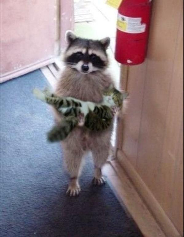 Surely it's worth getting cctv installed to capture shots like the one of this "cat burglar" #cctv #security