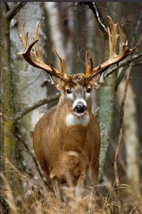 RT if you wanna see this guy next hunt! #monster #buck #whitetail #deer #deerseason