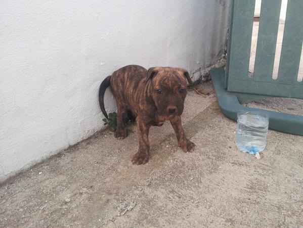 edusito_95's tweet photo. #pitbull http://t.co/KK0fGdopgR