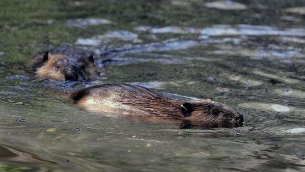 Estudio revela que existen 119 especies exóticas invasoras en Chile ow.ly/DbfdG