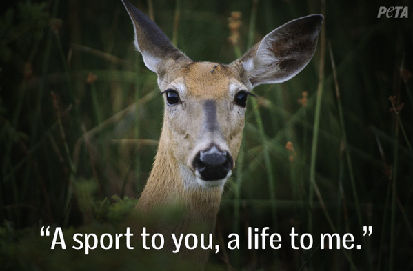 peta's tweet photo. PLS HELP NOW!
 
Deer being KILLED by bowhunters in Ohio. 
 
RT &amp; tell park 2 STOP: http://t.co/04wYGwCSvO #BanHunting http://t.co/KMYwRujhSu