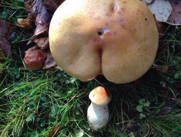 Jaynesharp's tweet image. Need your help. Can anyone tell me if these are safe to eat?