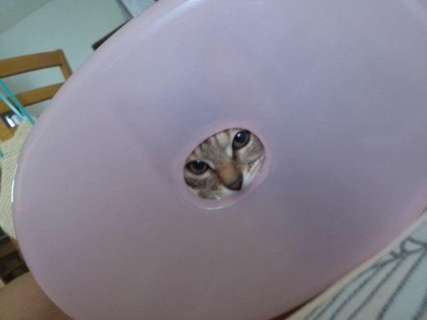 かわいい子猫画像 Koneko Cat Bot Twitter
