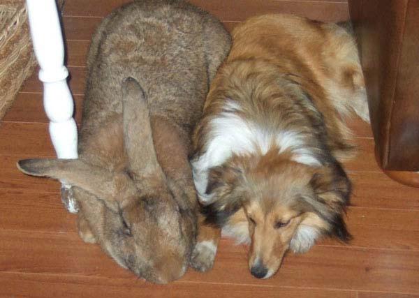 RecordAnimal's tweet photo. Este conejo flamenco se llama Sandy miren que grande es :O http://t.co/dhkyrplUq2