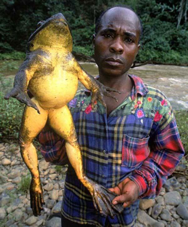 RecordAnimal's tweet photo. Rana Gigante Africana es autóctona de Camerún, come toda clase de insectos, gusanos e incluso otras ranas http://t.co/RzHLbw34NZ